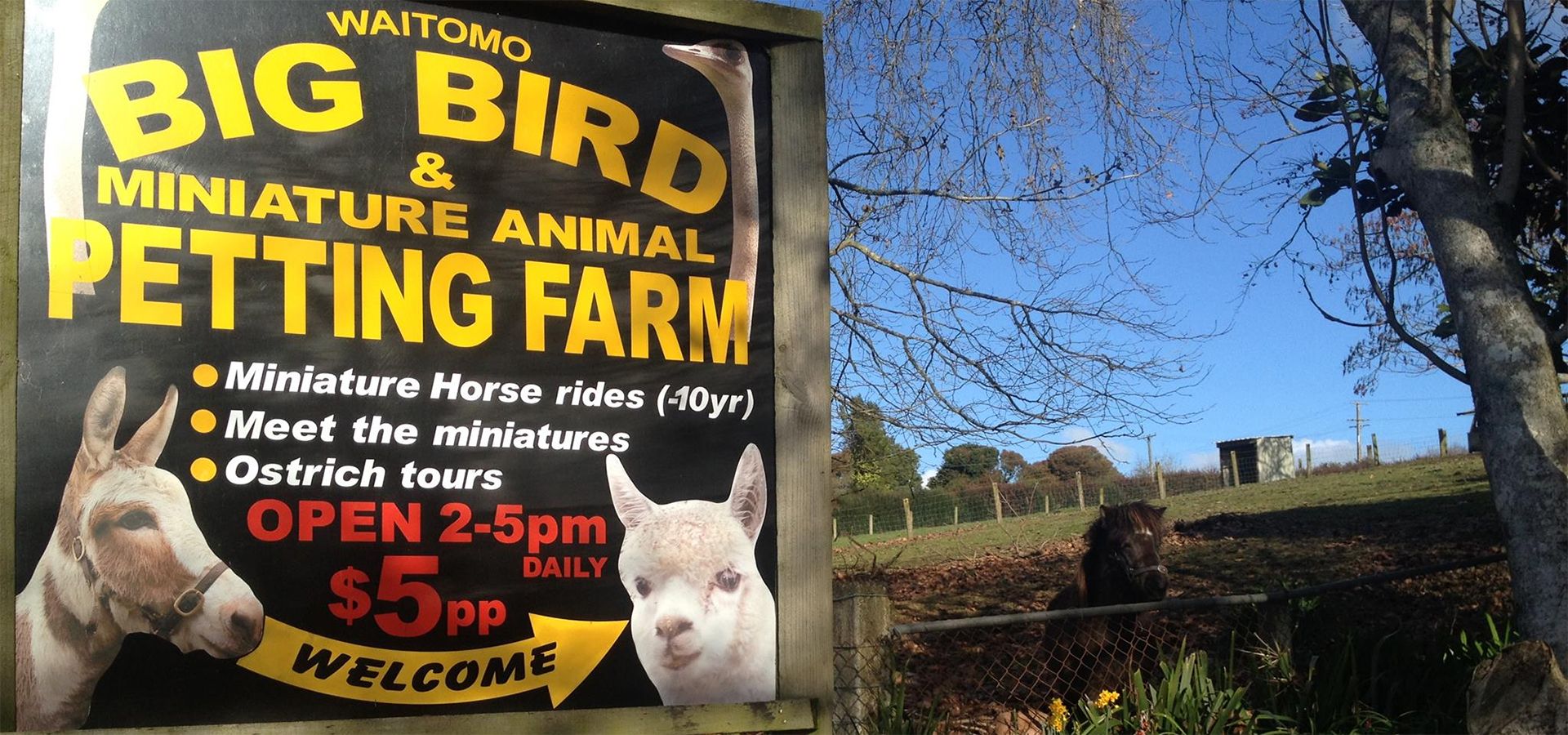 Waitomo Big Bird Bed and Breakfast and Petting Farm