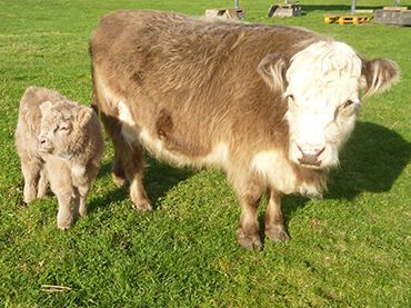 miniature hereford cow