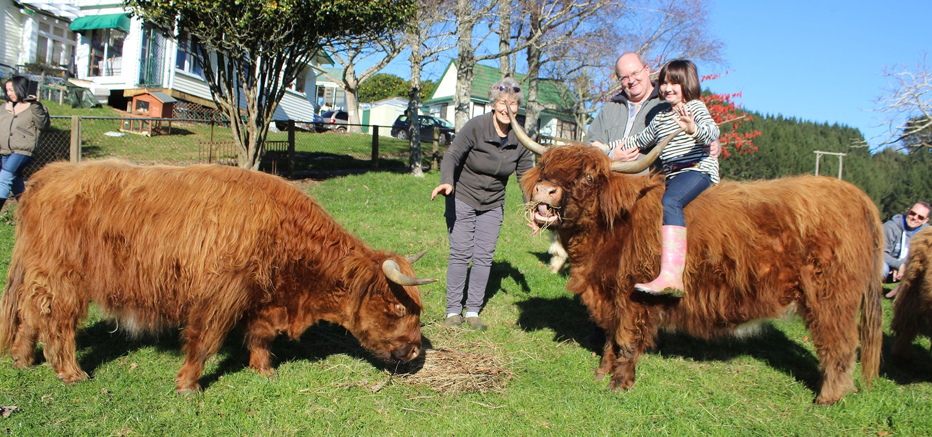 New Zealand petting farm