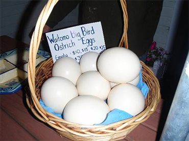 ostrich eggs