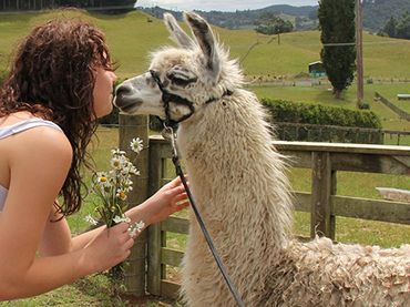 kiss a llama