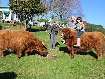 miniature highland cow