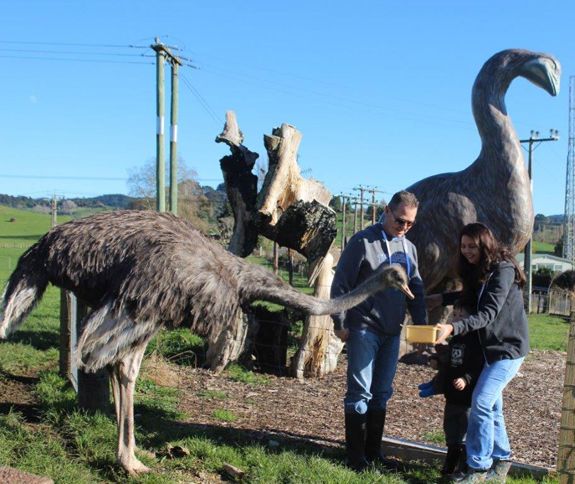 feeding the emus