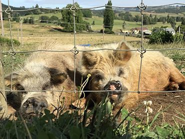 miniature kune kune pigs